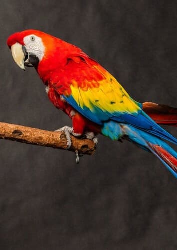 Scarlet Macaw