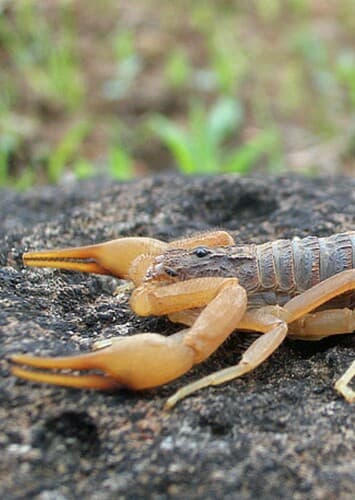 Scorpion
