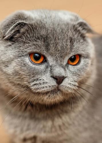 Scottish Fold