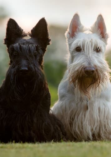 Scottish Terrier