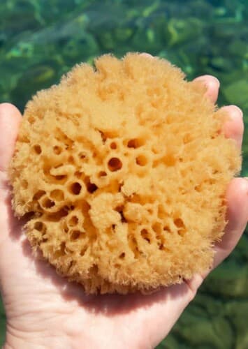 Sea Sponge