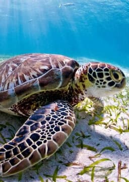 Sea Turtle