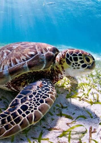Sea Turtle