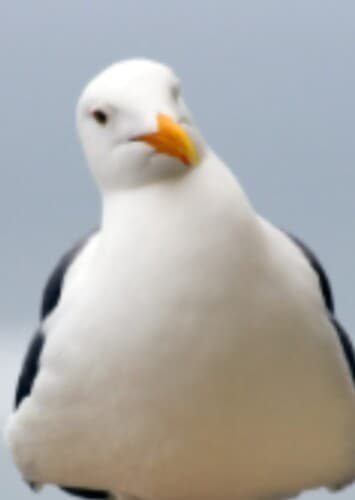 Seagull
