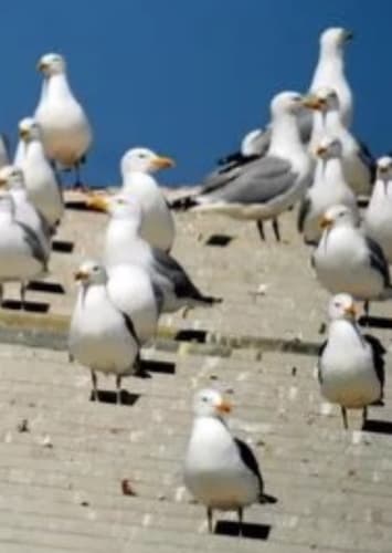 Seagulls