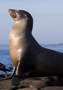 Seal