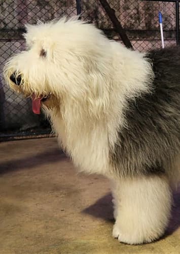 Old English Sheepdog