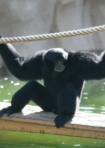 Siamang