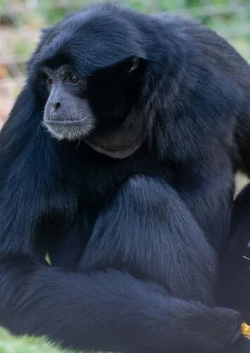 Siamang