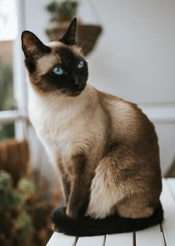 Siamese