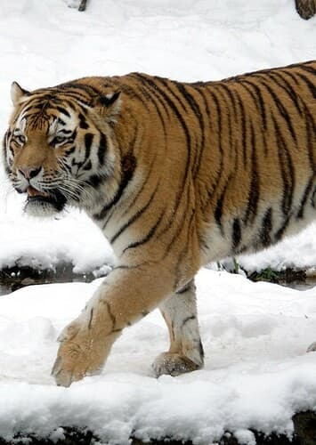 Siberian Tiger
