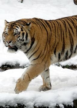 Siberian Tiger