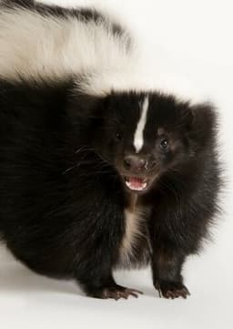 Skunk