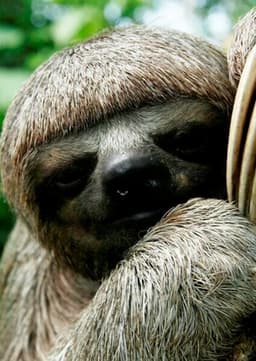 Sloth