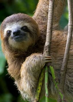 Sloth