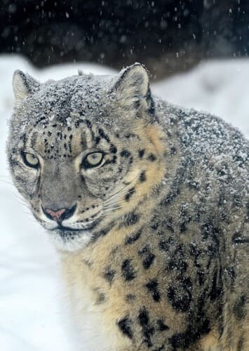 Snow Leopard