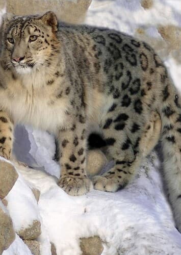 Snow Leopard
