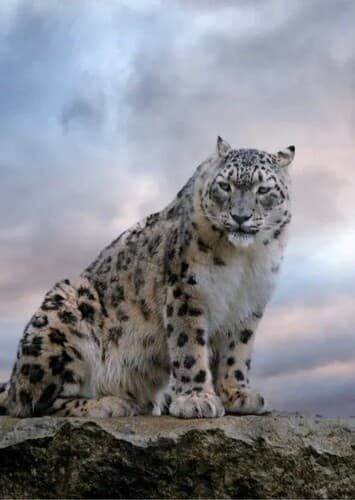 Snow Leopard