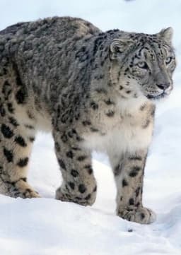 Snow Leopard