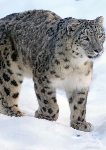 Snow Leopard
