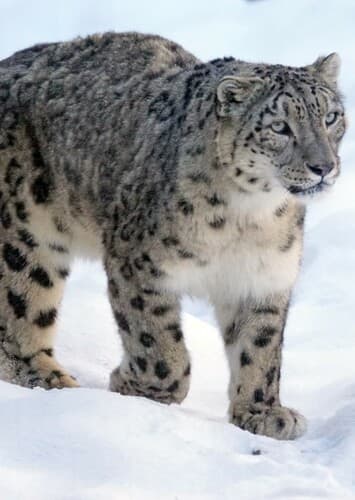 Snow Leopard
