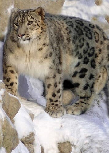 Snow Leopard
