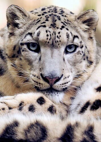 Snow Leopard