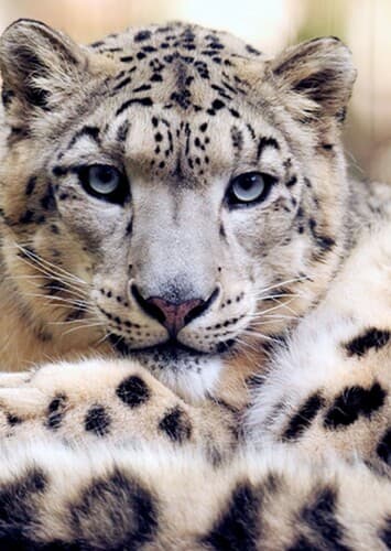 Snow Leopard