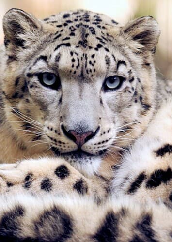 Snow Leopard