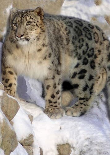 Snow Leopard