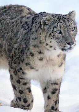Snow Leopard