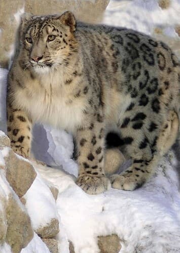 Snow Leopard