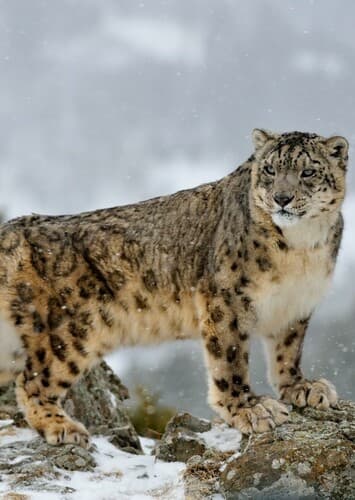 Snow Leopard