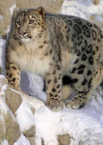 Snow Leopard