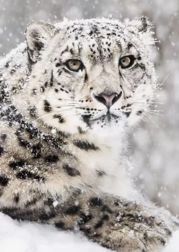 Snow Leopard