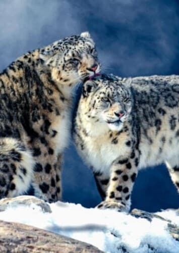 Snow Leopards