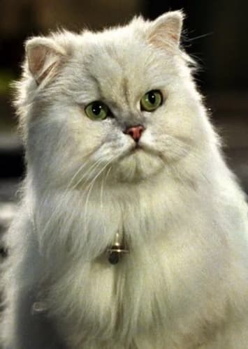 Snowbell