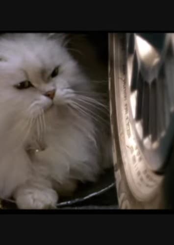 Snowbell