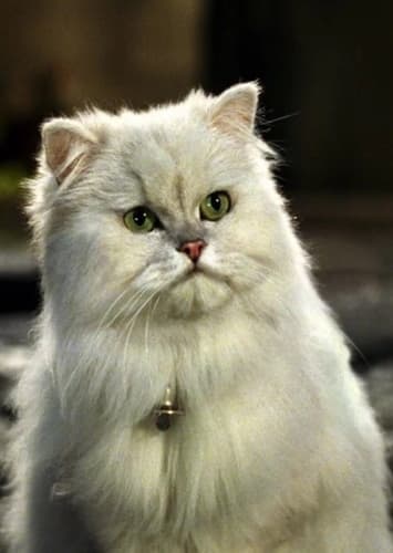 Snowbell