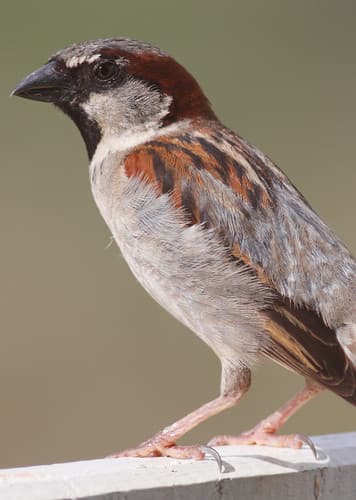 Sparrow