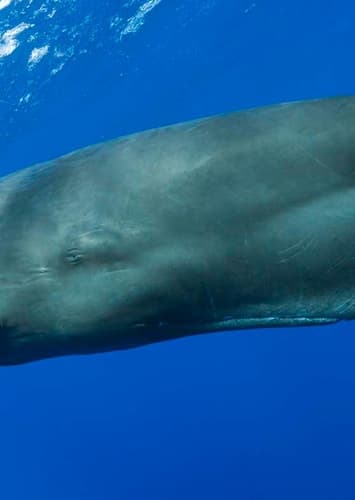 Sperm Whale