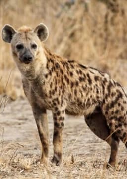 Spotted Hyena