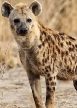 Spotted Hyena