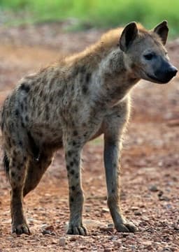 Spotted Hyena
