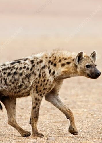 Spotted Hyena