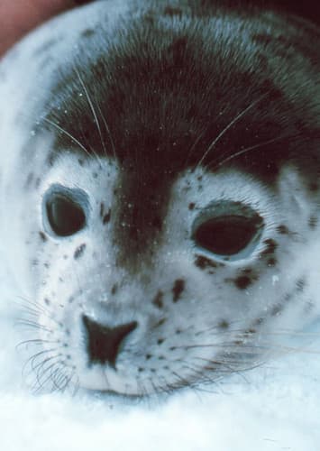 Spotted Seal