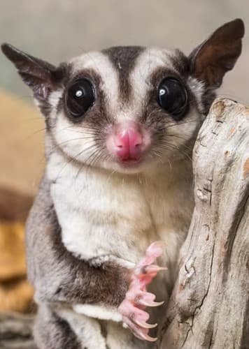 Sugar Glider