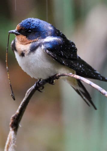 Swallow