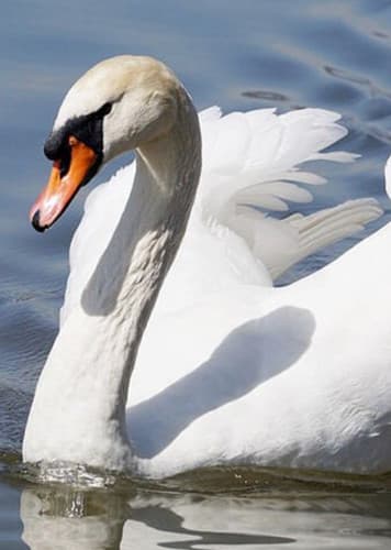 Swan