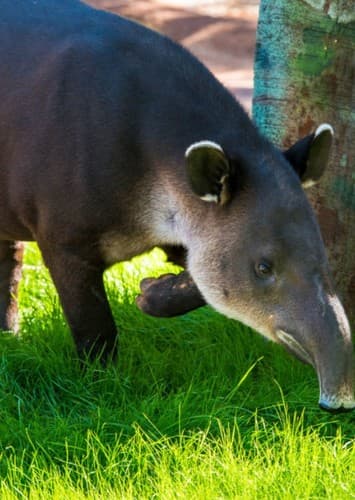 Tapir